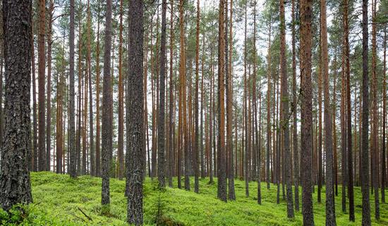 Historic Cottage - New Orleans